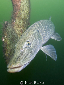 Pike photographed at Wraysbury Lake, Middlesex.
Nikon D3... by Nick Blake 
